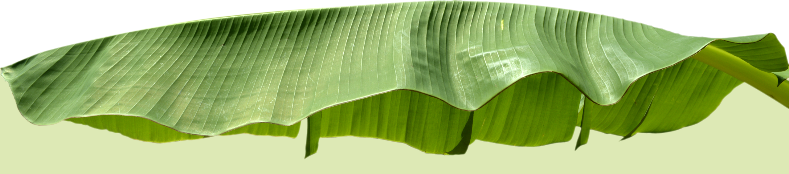 hoja plátano